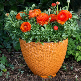 Ranunculo 500 Semillas Ranunculus asiaticus Sprinkles Orange PLT Flor Maceta FLOWER SEEDS-Ranunculo 500 Semillas Ranunculus asia