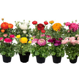 Ranunculo 500 Semillas Ranunculus asiaticus Sprinkles Mix PLT Flor Maceta FLOWER SEEDS-Ranunculo 500 Semillas Ranunculus asiatic