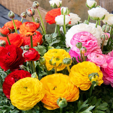 Ranunculo 500 Semillas Ranunculus asiaticus Sprinkles Mix PLT Flor Maceta FLOWER SEEDS-Ranunculo 500 Semillas Ranunculus asiatic