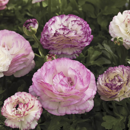 Ranunculo 1000 Semillas Ranunculus asiaticus Mache Bicolor Mix Flor Maceta FLOWER SEEDS-Ranunculo 1000 Semillas Ranunculus asiat