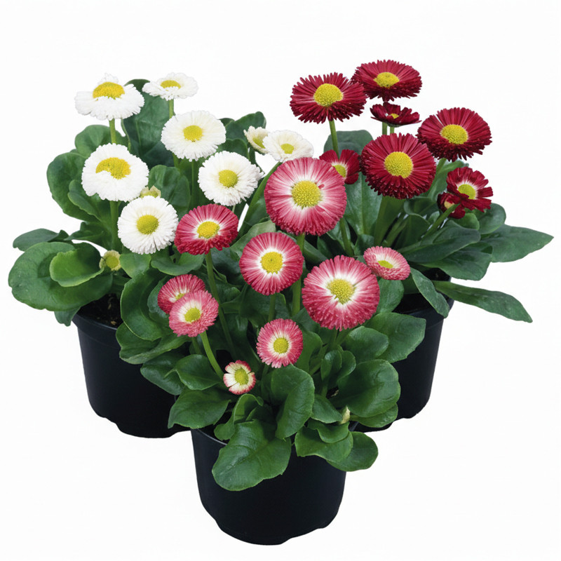  Bellis 1000 Semillas perennis Speedstar Mix PLT Flor Maceta 128 Bellis 1000 Semillas perennis Speedstar Mix PLT Flor Maceta
 FL