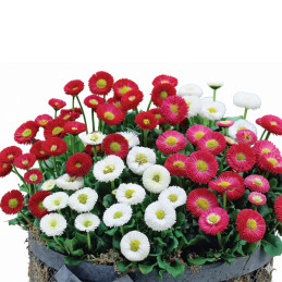  Bellis 1000 Semillas perennis Speedstar Mix PLT Flor Maceta 128 Bellis 1000 Semillas perennis Speedstar Mix PLT Flor Maceta
 FL