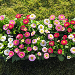 Bellis 1000 Semillas perennis Belladaisy Mix PLT Flor Maceta FLOWER SEEDS-Bellis 1000 Semillas perennis Belladaisy Mix PLT Flor 