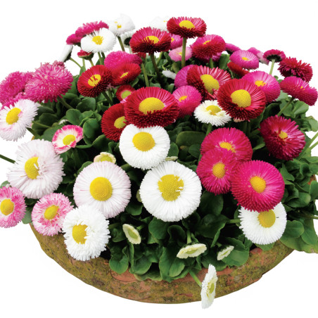 Bellis 1000 Semillas perennis Belladaisy Mix PLT Flor Maceta FLOWER SEEDS-Bellis 1000 Semillas perennis Belladaisy Mix PLT Flor 