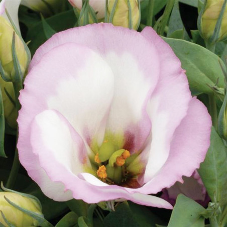 Lisianto 1000 Semillas Eustoma grandiflorum Lisianthus Sapphire Pink Rim PLT Flor Corte Incaforest-Lisianto 1000 Semillas Eustom