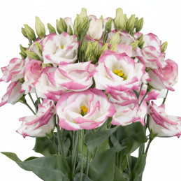 Lisianto 1000 Semillas Eustoma grandiflorum Lisianthus Sapphire Pink Rim PLT Flor Corte Incaforest-Lisianto 1000 Semillas Eustom