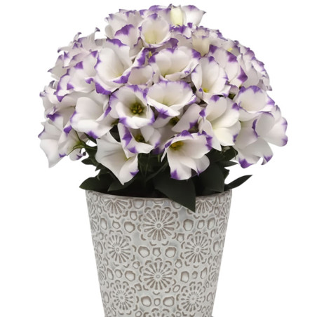 Lisianto 1000 Semillas Eustoma grandiflorum Lisianthus Sapphire Blue Chip PLT Flor Corte Incaforest-Lisianto 1000 Semillas Eusto