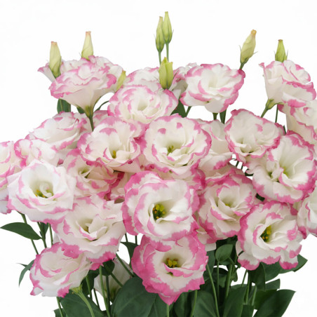 Lisianto 1000 Semillas Eustoma grandiflorum Lisianthus Megalo 3 Pink Picotee PLT Flor Corte Incaforest-Lisianto 1000 Semillas Eu