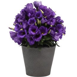  Lisianto 1000 Semillas Eustoma grandiflorum Lisianthus Sapphire Blue PLT Flor Corte 163.000008 Lisianto 1000 Semillas Eustoma g