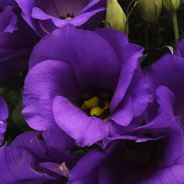 Lisianto 1000 Semillas Eustoma grandiflorum Lisianthus Sapphire Blue PLT Flor Corte Incaforest-Lisianto 1000 Semillas Eustoma gr