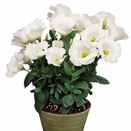 Lisianto 1000 Semillas Eustoma grandiflorum Lisianthus Sapphire White PLT Flor Corte Incaforest-Lisianto 1000 Semillas Eustoma g