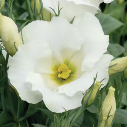 Lisianto 1000 Semillas Eustoma grandiflorum Lisianthus Sapphire White PLT Flor Corte Incaforest-Lisianto 1000 Semillas Eustoma g