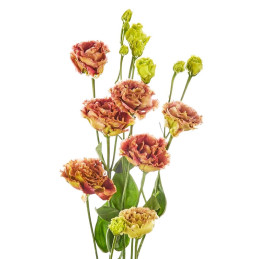 Lisianto 1000 Semillas Eustoma grandiflorum Lisianthus Rosanne 2 Terracota PLT Flor Corte Incaforest-Lisianto 1000 Semillas Eust