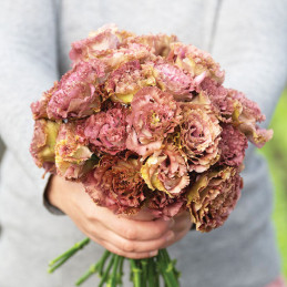 Lisianto 1000 Semillas Eustoma grandiflorum Lisianthus Rosanne 2 Terracota PLT Flor Corte Incaforest-Lisianto 1000 Semillas Eust