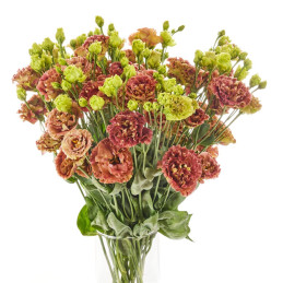 Lisianto 1000 Semillas Eustoma grandiflorum Lisianthus Rosanne 2 Terracota PLT Flor Corte Incaforest-Lisianto 1000 Semillas Eust