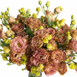 Lisianto 1000 Semillas Eustoma grandiflorum Lisianthus Rosanne 2 Terracota PLT Flor Corte 315.000056 Lisianto 1000 Semillas Eus