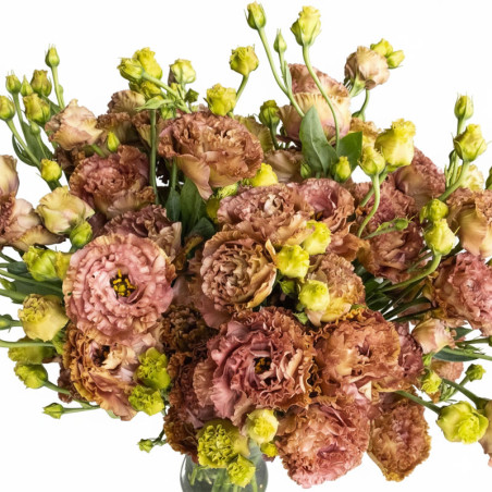 Lisianto 1000 Semillas Eustoma grandiflorum Lisianthus Rosanne 2 Terracota PLT Flor Corte Incaforest-Lisianto 1000 Semillas Eust
