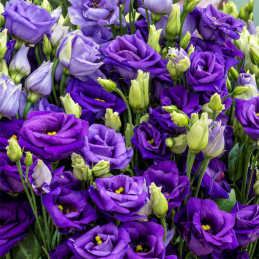 Lisianto 1000 Semillas Eustoma grandiflorum Lisianthus Rosita 3 Blue PLT Flor Corte Incaforest-Lisianto 1000 Semillas Eustoma gr