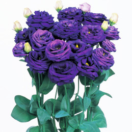 Lisianto 1000 Semillas Eustoma grandiflorum Lisianthus Rosita 3 Blue PLT Flor Corte Incaforest-Lisianto 1000 Semillas Eustoma gr