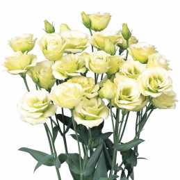 Lisianto 1000 Semillas Eustoma grandiflorum Lisianthus Rosita 2 Jade PLT Flor Corte 315.000056 Lisianto 1000 Semillas Eustoma g