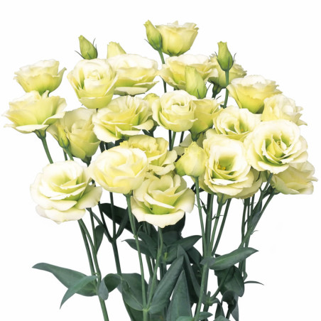 Lisianto 1000 Semillas Eustoma grandiflorum Lisianthus Rosita 2 Jade PLT Flor Corte Incaforest-Lisianto 1000 Semillas Eustoma gr
