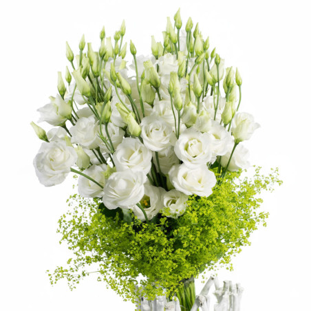 Lisianto 1000 Semillas Eustoma grandiflorum Lisianthus Rosita 1 White PLT Flor Corte Incaforest-Lisianto 1000 Semillas Eustoma g