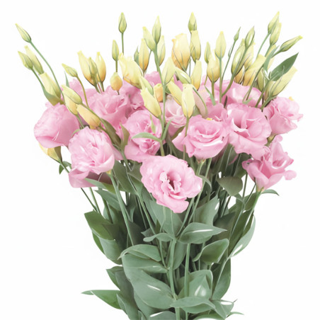 Lisianto 1000 Semillas Eustoma grandiflorum Lisianthus Super Magic Rose PLT Flor Corte Incaforest-Lisianto 1000 Semillas Eustoma