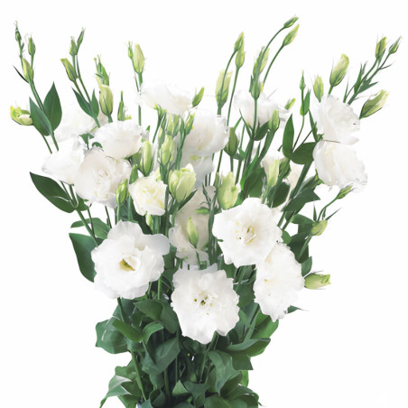 Lisianto 1000 Semillas Eustoma grandiflorum Lisianthus Super Magic White Pure PLT Flor Corte Incaforest-Lisianto 1000 Semillas E