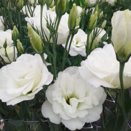 Lisianto 1000 Semillas Eustoma grandiflorum Lisianthus Super Magic White Pure PLT Flor Corte Incaforest-Lisianto 1000 Semillas E