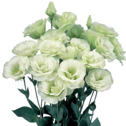 Lisianto 1000 Semillas Eustoma grandiflorum Lisianthus Mariachi Lime Green PLT Flor Corte Incaforest-Lisianto 1000 Semillas Eust