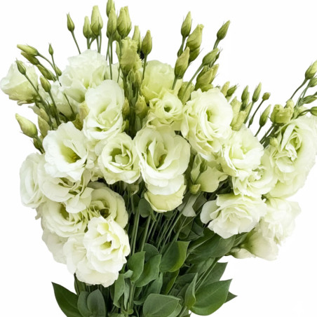 Lisianto 1000 Semillas Eustoma grandiflorum Lisianthus Mariachi Lime Green PLT Flor Corte Incaforest-Lisianto 1000 Semillas Eust
