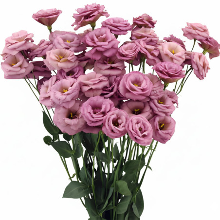 Lisianto 1000 Semillas Eustoma grandiflorum Lisianthus Arosa 2 Wine Flor Corte Incaforest-Lisianto 1000 Semillas Eustoma grandif