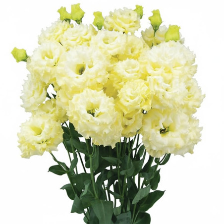 Lisianto 100 Semillas Eustoma grandiflorum Lisianthus Celeb 2 Yellow PLT Flor Corte Incaforest-Lisianto 100 Semillas Eustoma gra