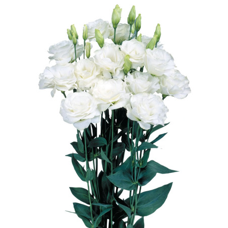 Lisianto 1000 Semillas Eustoma grandiflorum Lisianthus Mariachi White Pure PLT Flor Corte Incaforest-Lisianto 1000 Semillas Eust
