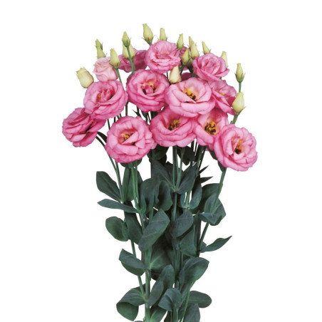 Lisianto 1000 Semillas Eustoma grandiflorum Lisianthus Rosita 3 Pink PLT Flor Corte Incaforest-Lisianto 1000 Semillas Eustoma gr