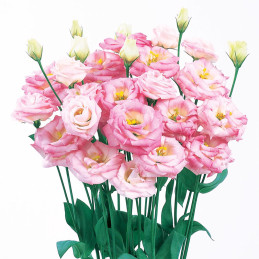 Lisianto 1000 Semillas Eustoma grandiflorum Lisianthus Rosita 3 Pink PLT Flor Corte Incaforest-Lisianto 1000 Semillas Eustoma gr