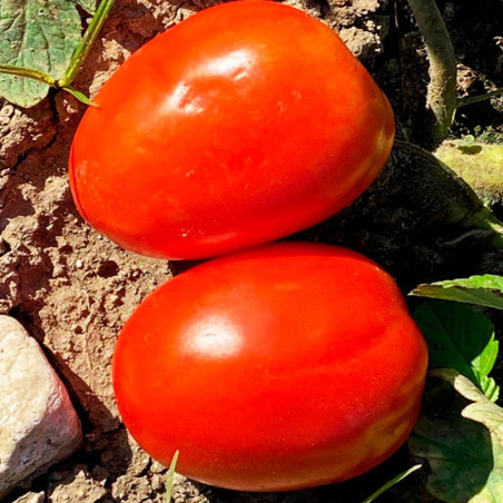 Tomate Megalotom 1000 Semillas Hibrido Saladette Determinado Full Flesh Firmeza Prolongada Hazera Semiagro-Tomate Megalotom 1000