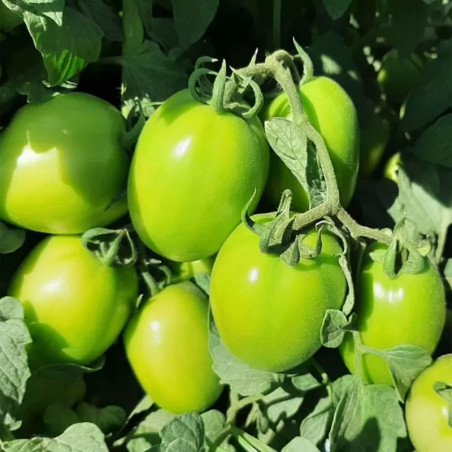 Tomate Matusalen 1000 Semillas Hibrido Saladette Determinado Poscosecha Prolongada Hazera Semiagro-Tomate Matusalen 1000 Semilla
