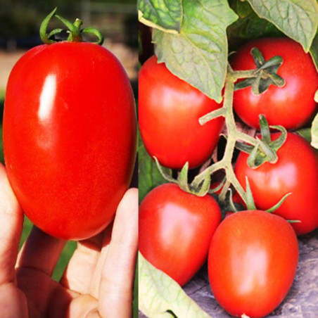 Tomate Galilea 1000 Semillas Hibrido Ovalado Saladette Determinado Hazera Semiagro-Tomate Galilea 1000 Semillas Hibrido Ovalado 