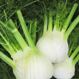 Hinojo Narciso 1000 Semillas Hibrido F1 Hierbas Aromaticas Enza Zaden 192.000042 Hinojo Narciso 1000 Semillas Hibrido F1 Hierba