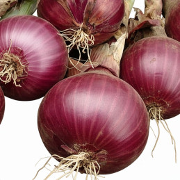  Cebolla Red Coach 100000 Semillas Hibrido F1 Ciclo Intermedio Tardio Enza Zaden 973.999966 Cebolla Red Coach 100000 Semillas Hi