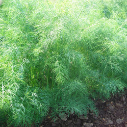 Eneldo Goldkrone 1Millon Semillas Hierbas Aromaticas Enza Zaden 647.99995 Eneldo Goldkrone 1Millon Semillas Hierbas Aromaticas