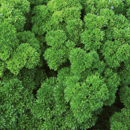 Perejil Wega 1Millon Semillas Variedad Doble Rizado Hierbas Aromaticas Enza Zaden 432.000006 Perejil Wega 1Millon Semillas Vari