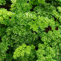 Perjil Orfeo 1Millon Semillas Variedad Rizado Paramount Hierbas Aromaticas Enza Zaden 359.999946 Perjil Orfeo 1Millon Semillas