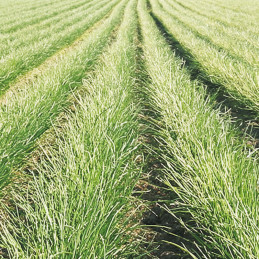  Cebollin Naomy 1Millon Semillas Variedad Hierbas Enza Zaden 1180 Cebollin Naomy 1Millon Semillas Variedad Hierbas Enza Zaden  S