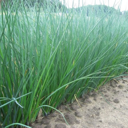 Cebollin Biggy 1Millon Semillas Variedad Hierbas Enza Zaden 1306.999978 Cebollin Biggy 1Millon Semillas Variedad Hierbas Enza Z