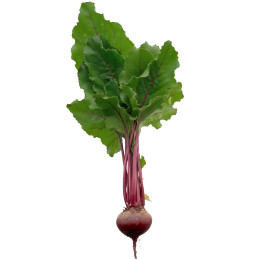  Beterraga Frodo 500gr Semillas Hibrido F1 Precoz Hortalizas SuperSeeds 163.000008 Beterraga Frodo 500gr Semillas Hibrido F1 Pre