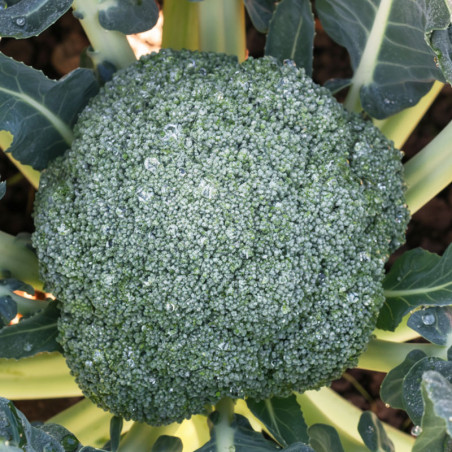 Brocoli Gongga 1000 Semillas Hibrido F1 Verde Intenso Hortalizas Syngenta agp-Brocoli Gongga 1000 Semillas Hibrido F1 Verde Inte