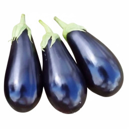 Berenjena Bartok 1000 Semillas Variedad Morado Invernadero Hortalizas Enza Zaden agp-Berenjena Bartok 1000 Semillas Variedad Mor