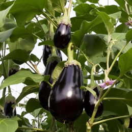  Berenjena Bartok 1000 Semillas Variedad Morado Invernadero Hortalizas Enza Zaden 366.999942 Berenjena Bartok 1000 Semillas Vari